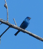 Indigo Bunting